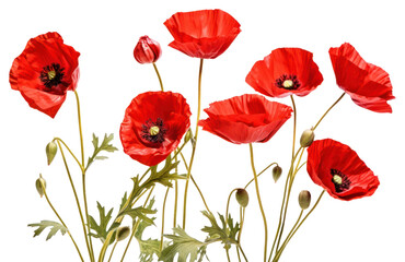 Obraz premium PNG Poppy bush flower plant rose.