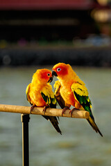 yellow and green parrot