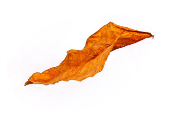 Dry leaves isolated on white background. Clipping path included.