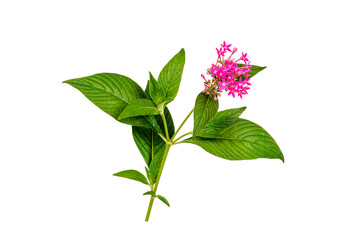 Pink flower isolated on a white background. Clipping path included.