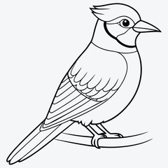 Elegant Blue Jay Bird Perched , Detailed Line Art Drawing