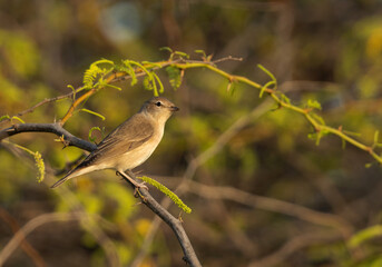 Garden warbler perched on acacia tree at Jasra, Bahrain