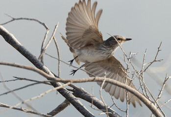 Spotted Flycatcher takeoff from a tree, Bahrain