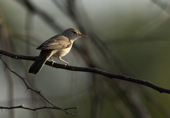 Upchers Warbler perched onacacia tree at Hamala, Bahrain