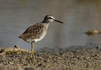 Marsh Sandpiper and its reflection on water at Asker marsh, Bahrain