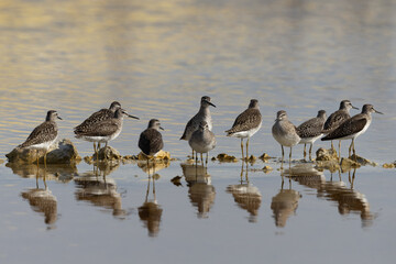 A flock of Wood Sandpiper and dramatic reflection at Asker marsh, Bahrain