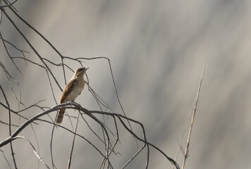 Eurasian Wryneck perched on twig at Bahrain