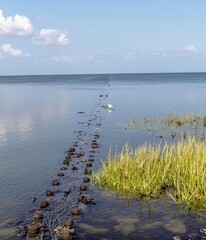 Quiet photo shot on the banks of the Wadden side on the island of Sylt