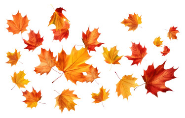 Obraz premium PNG Autumn leaves falling maple plant.