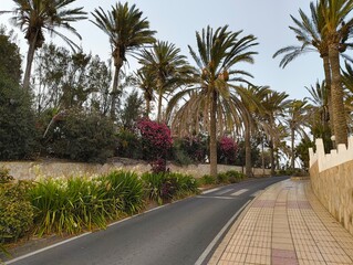 Fototapeta premium palm trees on the street