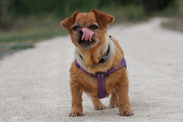 La perrita Nami en el camino relamiéndose, Lorcha, España
