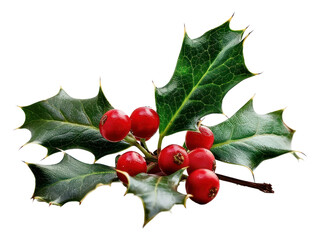 PNG Holly berry leaves plant leaf tree.