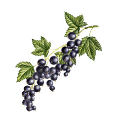 watercolor drawing black currant branch with berries and green leaves isolated at white background, hand drawn illustration
