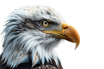 Fototapeta premium Close-up of a bald eagle head on a transparent background