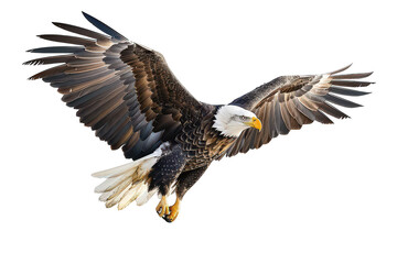Flying bald eagle with spread wings on transparent background