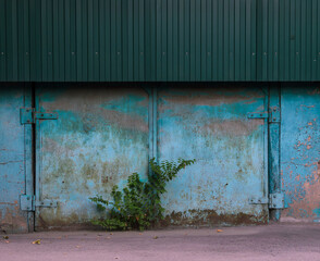 a small bush with green leaves on the background of an old blue metal gate with cracked paint