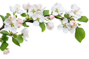 Branch of a apple tree with flowers on a corner border, blooming on a transparent background