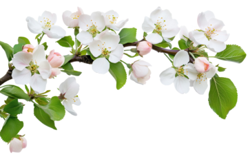 Branch of a apple tree with flowers on a corner border, blooming on a transparent background