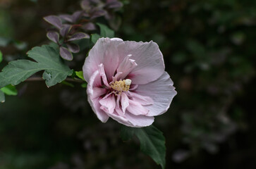 one pink hibiscus flower on a branch in the evening garden