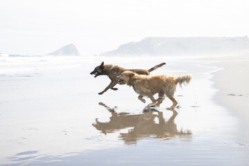 Naklejka premium 2 dogs running and playing on the beach, one Belgian shepherd and one mixed breed