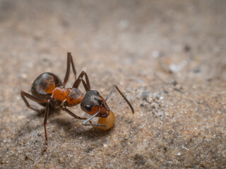 Nahaufnahme einer roten Ameise die interessiert einen Pflanzensamen untersucht.