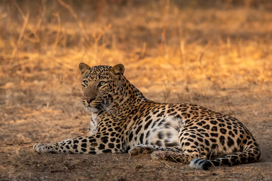 wild huge male leopard or panther or panthera pardus fine art closeup or portrait sitting in forest with eye contact in winter season safari at jhalana leopard reserve jaipur rajasthan india asia