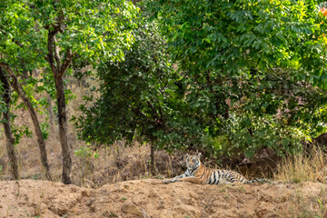 indian wild female bengal tiger or panthera tigris sitting on mud mound in natural green scenic background in winter season safari at bandhavgarh national park forest reserve madhya pradesh india asia