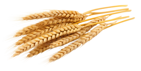 PNG Wheat ears food white background agriculture.