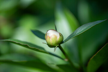 Peony bud on a green background. Shallow depth of field.

