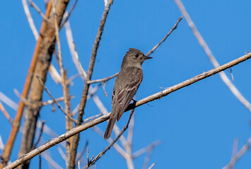 A Western Wood Pewee in early Spring perched on a bare branch showing its backside feathers and face profile against a clear blue sky.