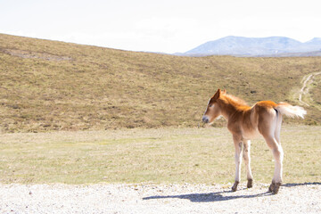 sorrel foal on a mountain