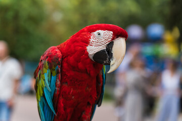 A red, bright macaw parrot in the Chelyuskintsev Children's Park in Minsk