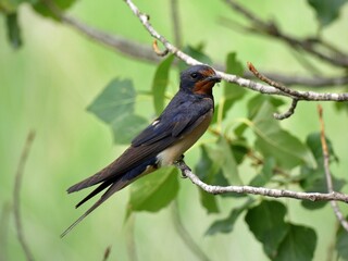Golondrina comiendo una pequeño insecto