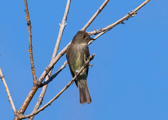 Closeup frontal view of a Western Wood Pewee perched on a thin branch against a blue sky.