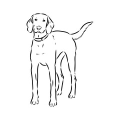 Fototapeta premium Happy American Foxhound peeking dog. Foxhound portrait. Black and white vector illustration.