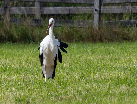 Storch