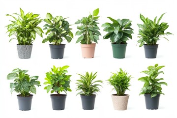 Fototapeta premium A row of potted plants with different sizes and shapes. The plants are arranged in a row, with the tallest one in the middle and the shortest one on the far left. The plants are all green