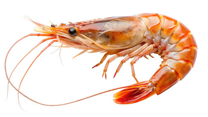 shrimp on transparent background.