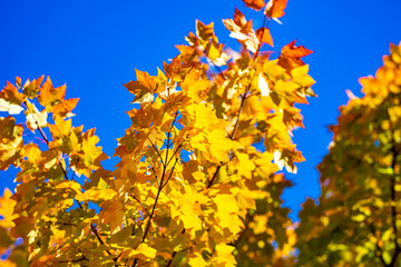 Foliage in the park. Autumn fall leaves of maple trees. Autumn fall leaves in sunlight. Natural autumn background. Autumnal background. Foliage, falling leaves background. Autumn leaf.