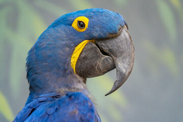 animals in threi natural habitats