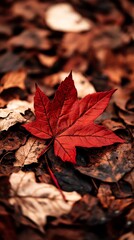 A vibrant red maple leaf rests among a rich tapestry of fallen leaves, showcasing the beauty of autumn's transition.