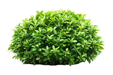 Obraz premium Lush, green bush with small, vibrant leaves, isolated on a white transparent background.