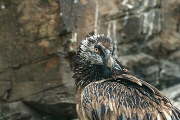 animals in threi natural habitats