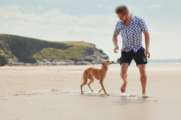 Happy man playing with pet Whippet dog on sandy beach in cornwall uk, enjoying summer day at seaside