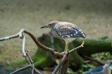 animals in threi natural habitats