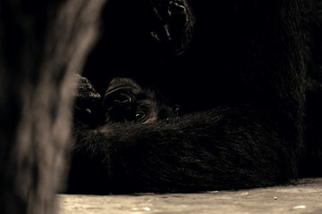 animals in threi natural habitats