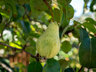 Pears bear sweet and crunchy fruits with beneficial effects on health.Depending on the pear variety, we can enjoy a summer or winter harvest.