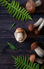 Cep or Boletus Mushroom growing on lush green moss in a forest, low angle view