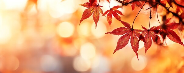 Fototapeta premium Delicate autumn leaves capture the essence of fall, showcasing vibrant orange hues against a softly blurred background.