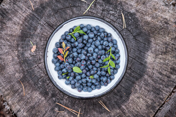 Wild blueberries collected into a bowl on an old stump in the forest. Foraging on wild berries in Scandinavia. Concept of healthy eating